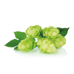 Hopfen