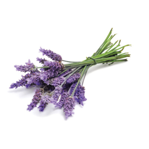 Lavendel