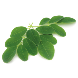 Moringa